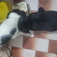 واگذاری توله سگ پاکوتاه