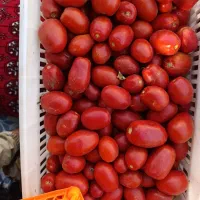 گوجه ربی|خوردنی و آشامیدنی|قم, علی آباد|دیوار