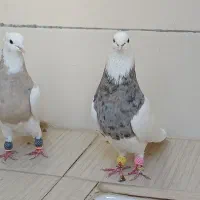 طوقی|پرنده|پیر بکران, |دیوار