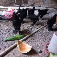 جوجه مرندی اصل سیاه پر پا