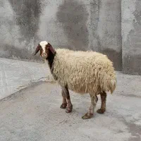 میش چاق چاق