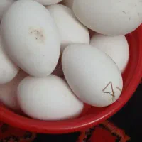 تخم قو غاز
