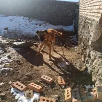 دوسگ|سگ|شیراز, داریون|دیوار