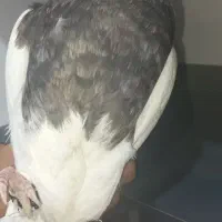 ی جفت طوقی الماسی و زرین|پرنده|چابهار, |دیوار