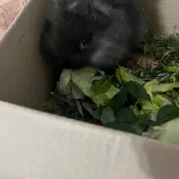 خرگوش|موش و خرگوش|رشت, بوسار|دیوار