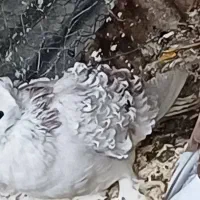 کبوترجکسون سفیدسیا معاوضه با هومریهودی دنش اسکندرو|پرنده|طبقده, |دیوار