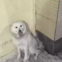 واگذاری سگ|سگ|کرمان, |دیوار