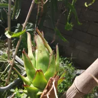 نهال دراگون فروت|گل و گیاه طبیعی|لاهیجان, آهندان|دیوار