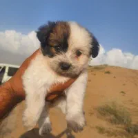 توله پودل کراس