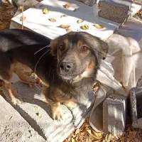 سگ نگهبان|سگ|مشهد, دوست آباد|دیوار