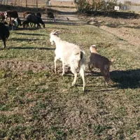 قوچ قزل افشار و قره چال بز سانن|حیوانات مزرعه|کمیجان, |دیوار