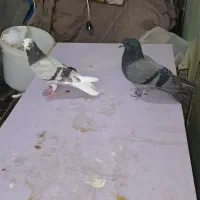 چندجفت شازده تهرانی|پرنده|بندر ماهشهر, |دیوار