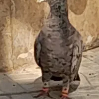 سار شکلاتی نر هم پرش هم جفتگاه