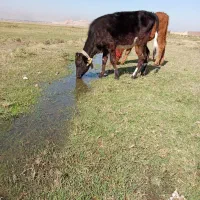 دو عدد گوساله ماده|حیوانات مزرعه|خوی, |دیوار
