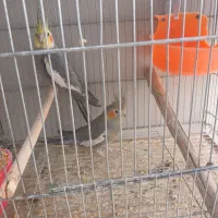 جفت عروس هلندی خاکستری|پرنده|بم, |دیوار