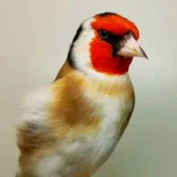 سهره کرمانی گلچین|پرنده|شهر بابک, |دیوار