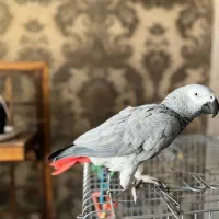 کاسکوسخنگودم قرمزکاملادستی وبازیگوش