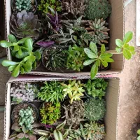 پک کاکتوس و ساکولنت ۱۶عددی