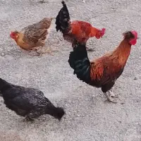 مرغ و خروس