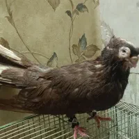 جفت صرب|پرنده|بندر ماهشهر, |دیوار