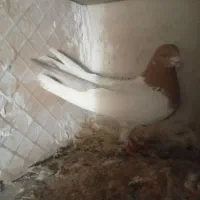 کبوترفروشی