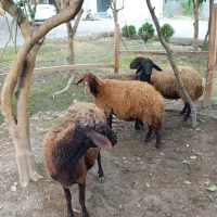 فروش گوسفند آبستن سنگین