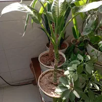 گل اپارتمانی