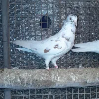 کله دمسبز|پرنده|زرندیه, |دیوار