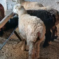 فروش انواع گوسفند