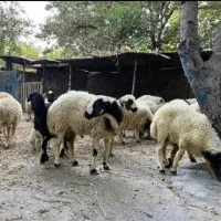 بهترین دامداری تک فروشی وعمده