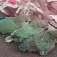 جوجه طوطی برزیلی