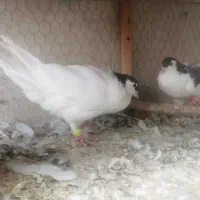 فروش یک جفت ساده شاخی|پرنده|کاشمر, |دیوار