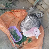 بقلمون نر فروشی بزرگ