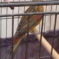 قناری سرخ اکات ونگرو سیاه وفنچ گلوبریده|پرنده|اهواز, کوی رمضان|دیوار