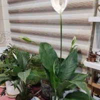 گیاه اسپاتی فلیوم