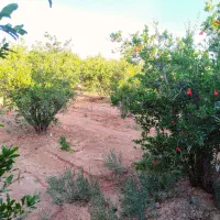 400 متر باغ آب شیرین بالوله شهرضاجرم افشار