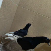 جفت نوچه دم سفید ونر سبز چشم سفید پرشی