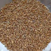 گندم|عمده‌فروشی|چاروسا, |دیوار