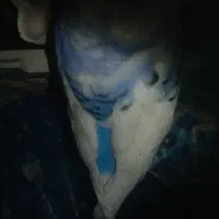 مرغ عشق مولد آلبینو( دوجفت)