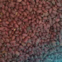 لوبیا قرمز تازه