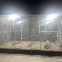 قفس پرنده|حیوانات مزرعه|گله دار, |دیوار