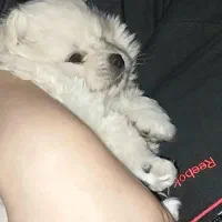 توله پامرین سایز صفر یک جفت خرسی اصیل|سگ|تهران, ابوذر|دیوار