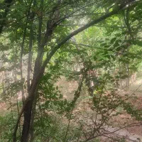 باغ 309متری در اسلامیه فروش فوری