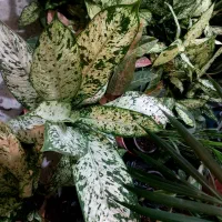 باباادم های ارزان قیمت|گل و گیاه طبیعی|کرمانشاه, |دیوار