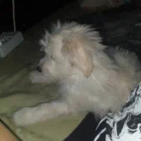 واگذاری سگ نر|سگ|گرمدره, |دیوار