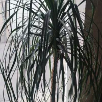 گل بامبو .یوکا .گلدان شیشه ای|گل و گیاه طبیعی|ورامین, ورامین|دیوار