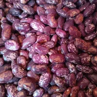 لوبیا چیتی خوشپخت خوش خوراک