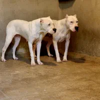 داگو نگهبان|سگ|تهران, تهرانپارس شرقی|دیوار