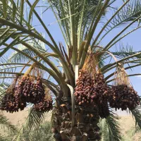 نهال(فسیل) خرمای پیارم