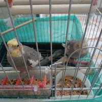 عروس هلندی با قفس|پرنده|محمدیه-قزوین, |دیوار